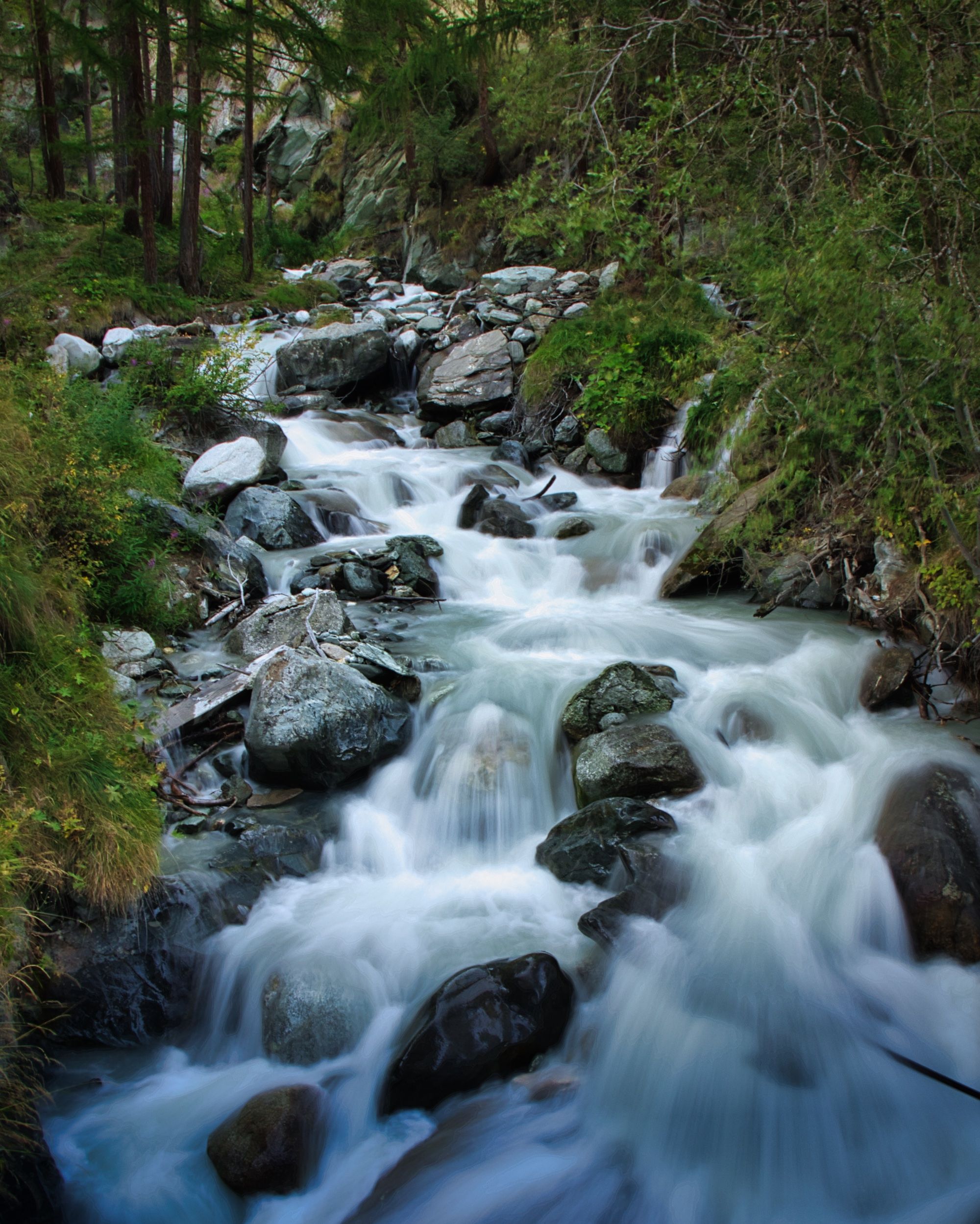 A mountain stream courses through a rocky section of an alpine forest ...