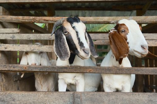 Free Portrait of Boer goats peeking through wooden slats in Bến Tre, Vietnam farm. Stock Photo