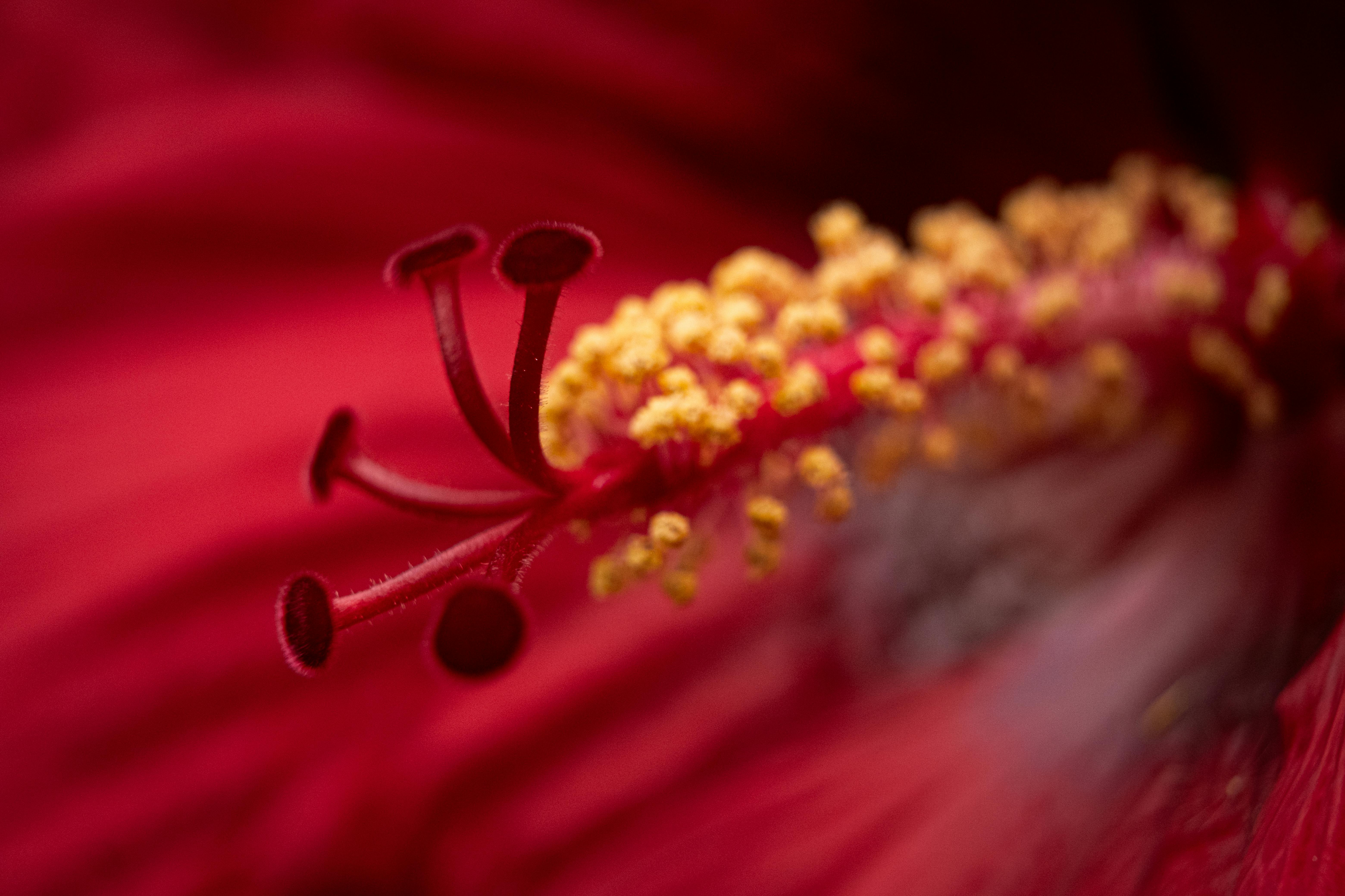 [ColoSach]-macro-shot-of-a-vibrant-red-hibiscus-flower-stamen,-showcasing-pollen-details.