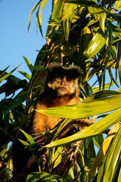 Free Capuchin monkey, commonly seen in tropical rainforests, basking in the sunlight surrounded by lush green leaves. Stock Photo
