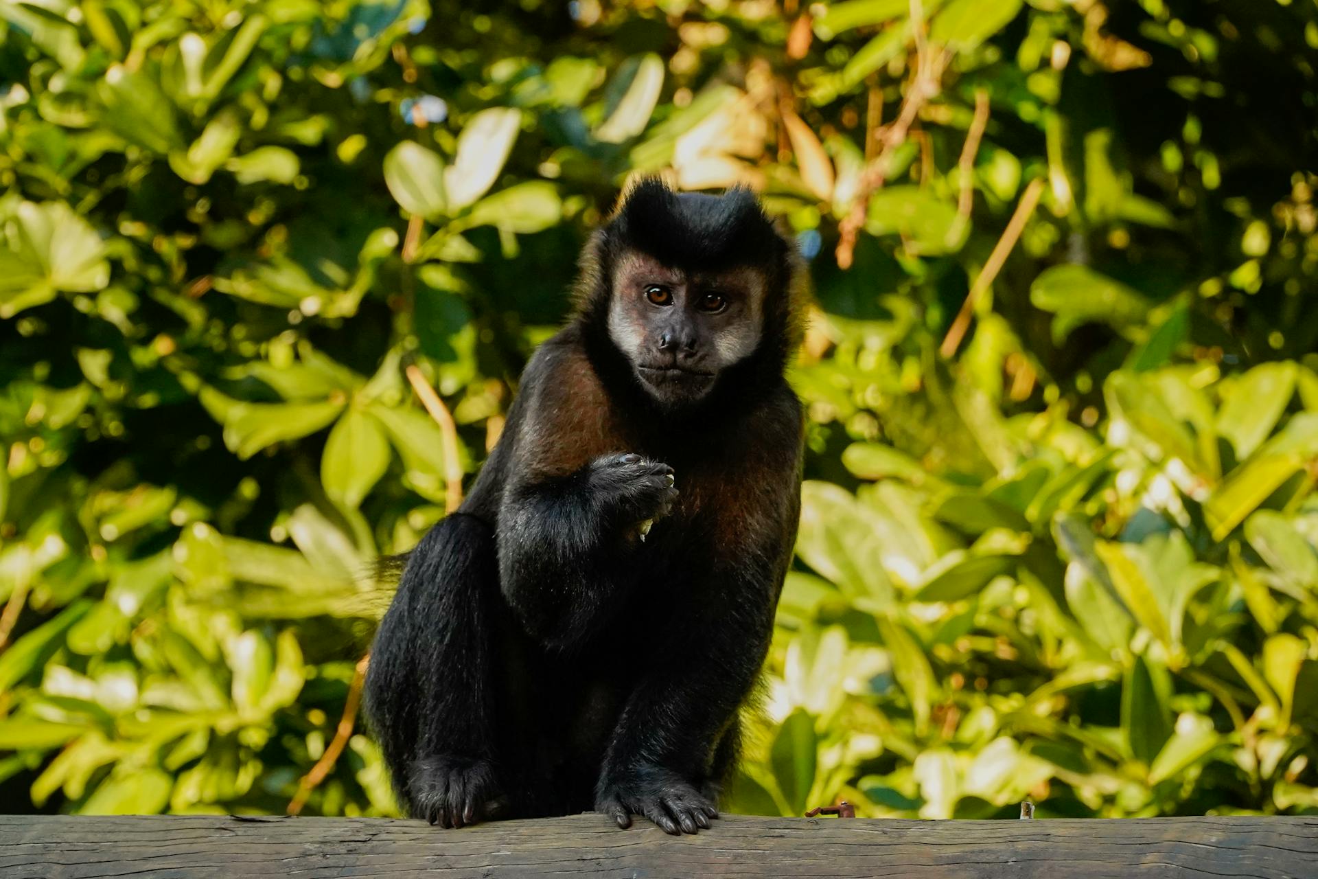 Close-up of a Capuchin monkey perched in a lush green environment, showcasing its curious nature.