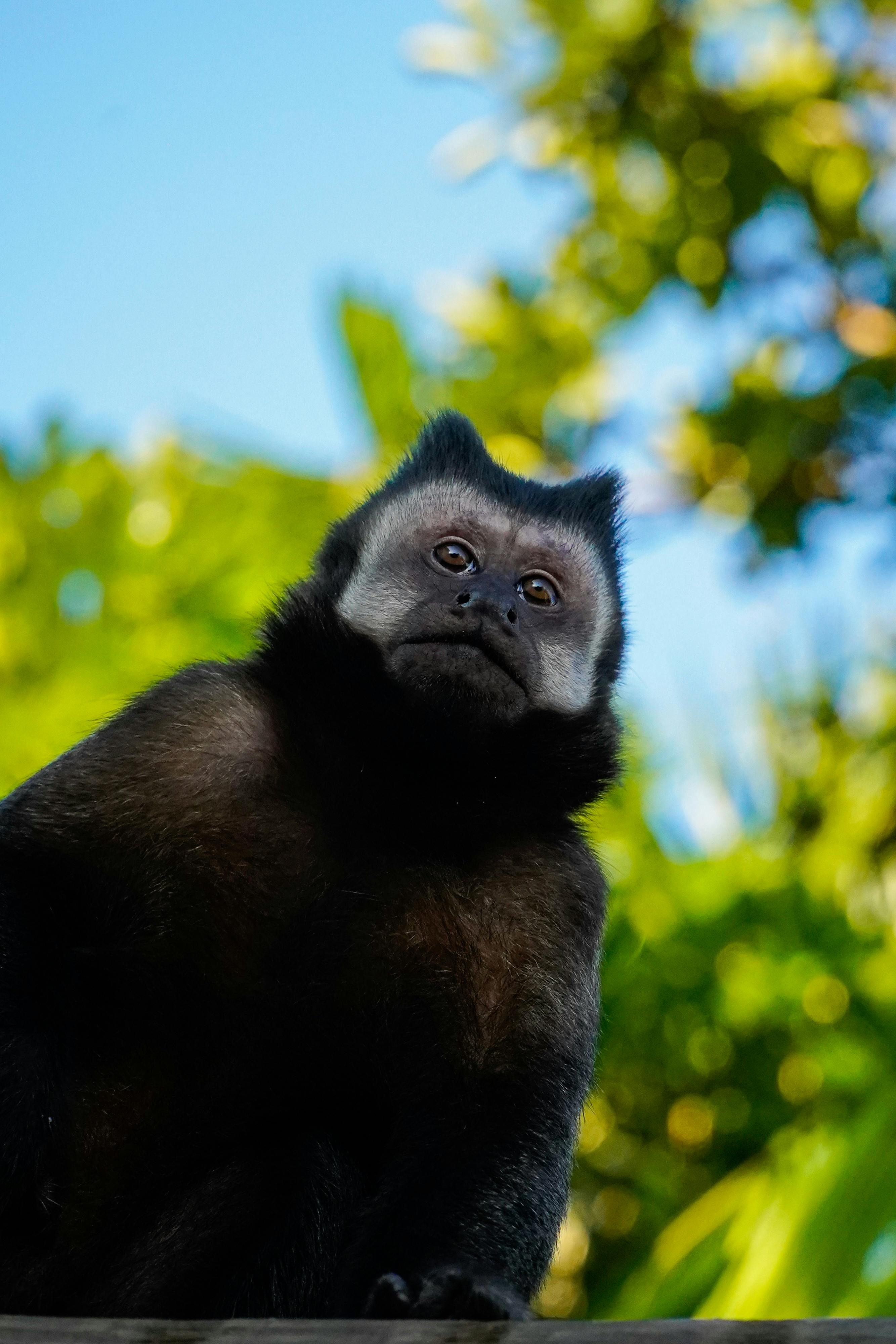 a monkey looking at the camera with its eyes closed