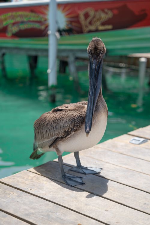 Free Close-up of a brown pelican standing on a dock in Florida, USA. Stock Photo