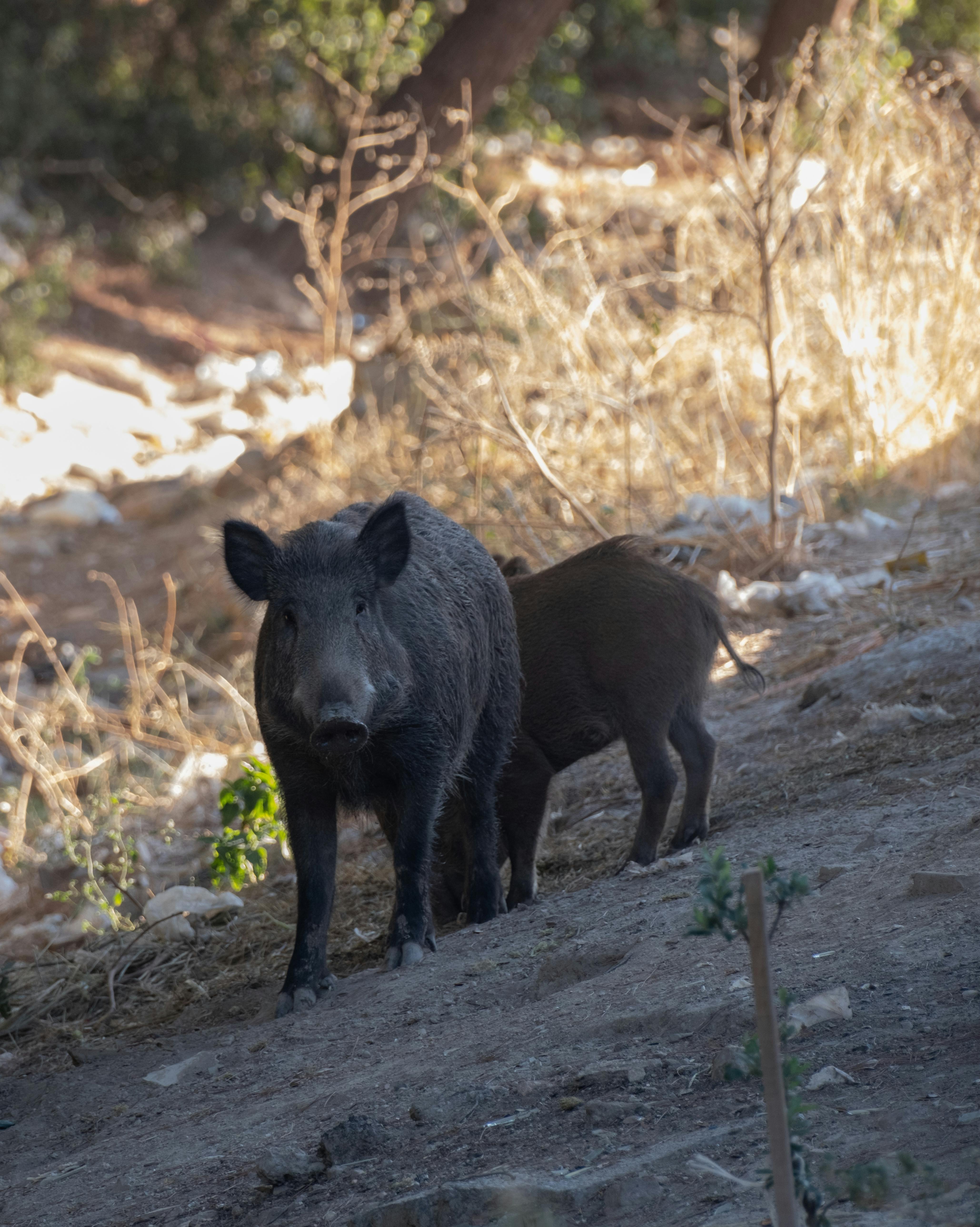 A wild boar and piglet exploring a forest area in Bornova, İzmir.