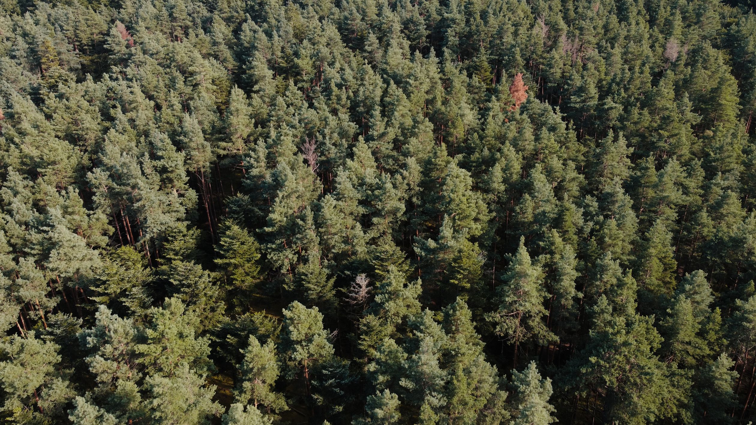An aerial view of a forest with many trees · Free Stock Photo
