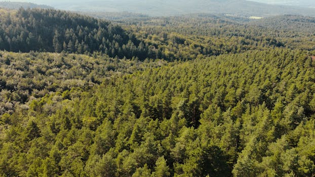 Drone shot capturing the expansive summer forest landscape in Kintzheim, France.