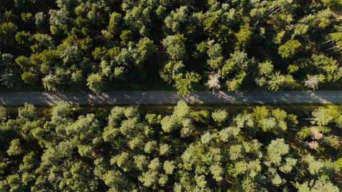Free Drone shot of a road cutting through dense forest in Kintzheim, France. Stock Photo