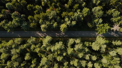 Free Drone shot of a road cutting through the dense forest in Kintzheim, France. Stock Photo
