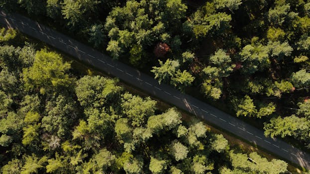 A drone captures a road winding through the lush forest of Kintzheim, France, during daytime.