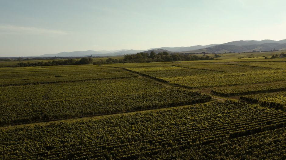 Aerial view of lush vineyards in Orschwiller, Grand Est, France during sunny day.