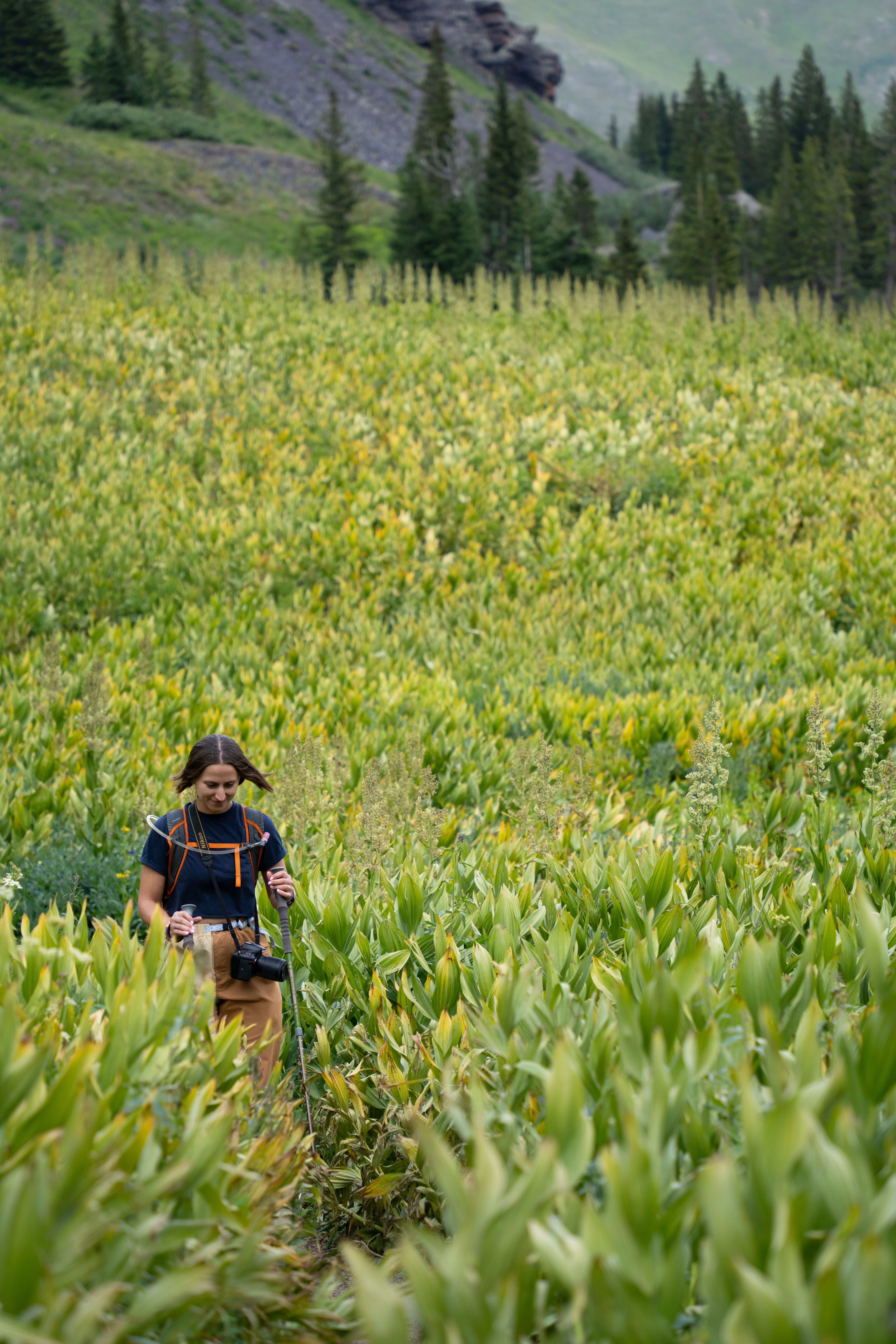 A man walking through a field of tall plants · Free Stock Photo