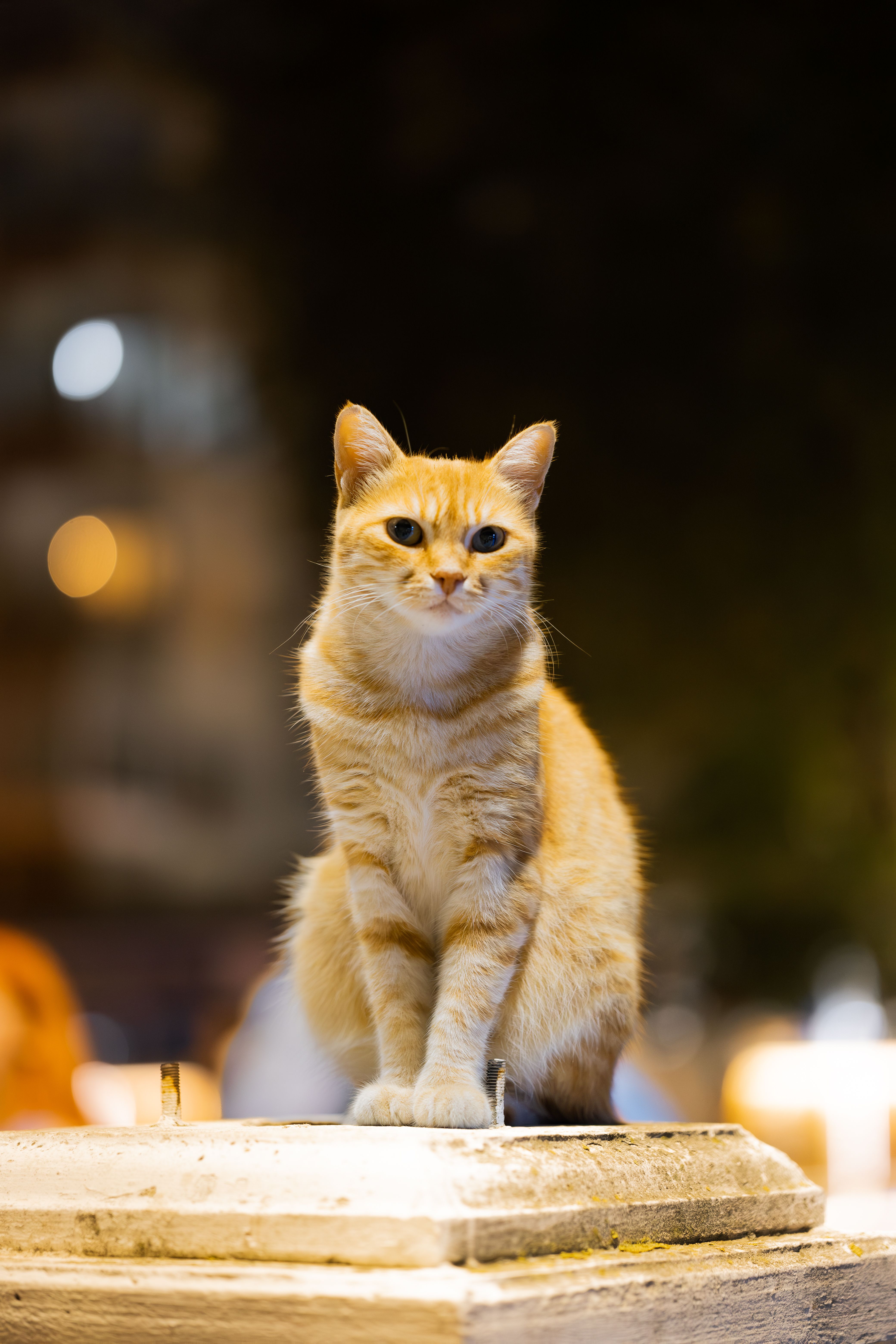 A cat sitting on a ledge · Free Stock Photo