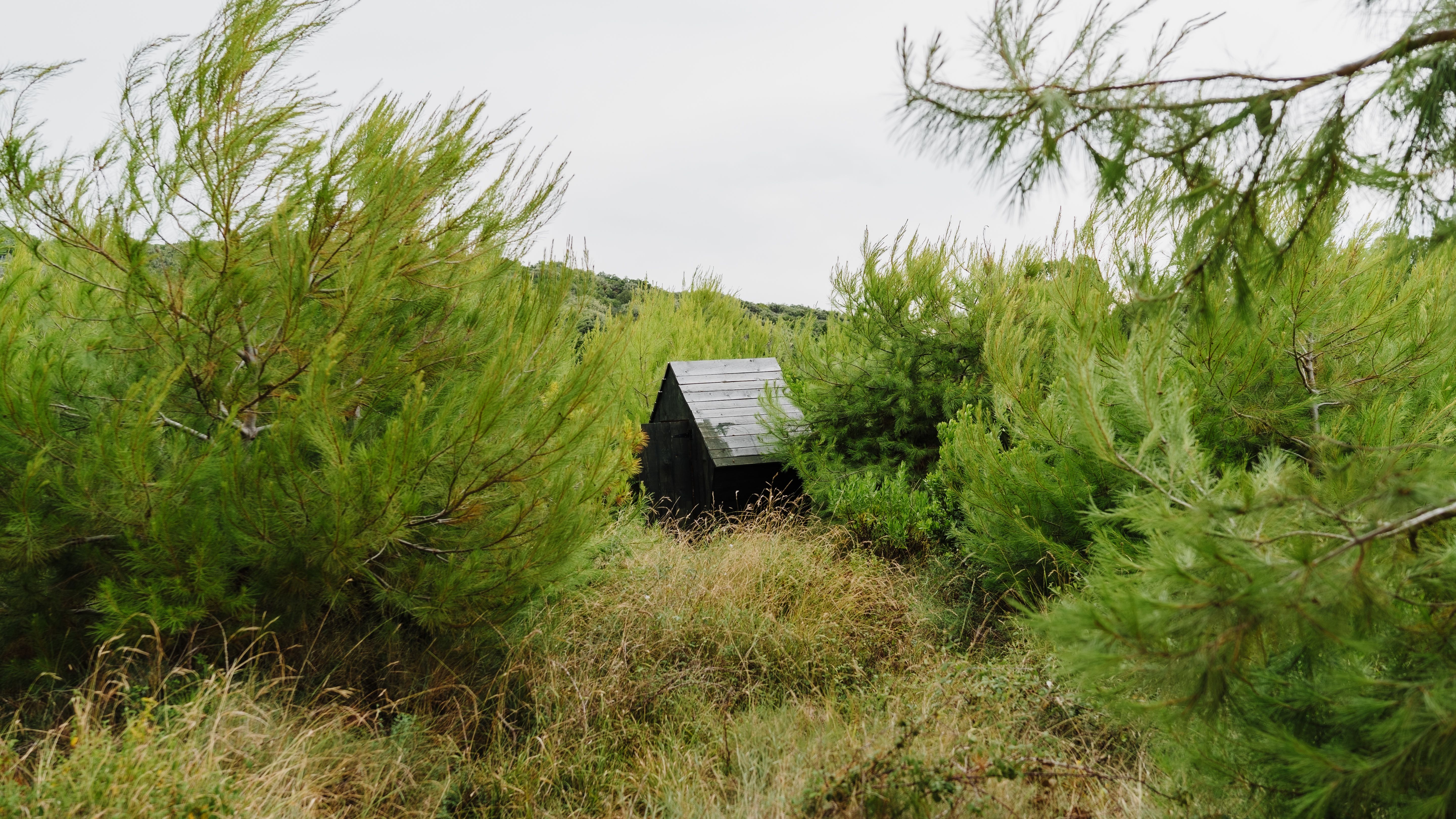 A cabin in the woods surrounded by trees · Free Stock Photo