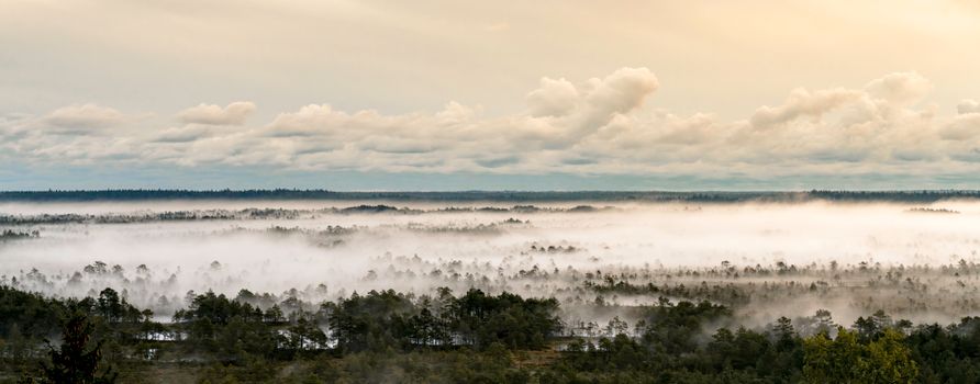 A breathtaking mist envelops an Estonian bog at dawn, creating a serene and mystical landscape.