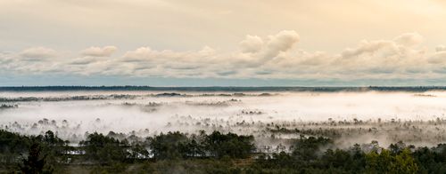 Free A breathtaking mist envelops an Estonian bog at dawn, creating a serene and mystical landscape. Stock Photo