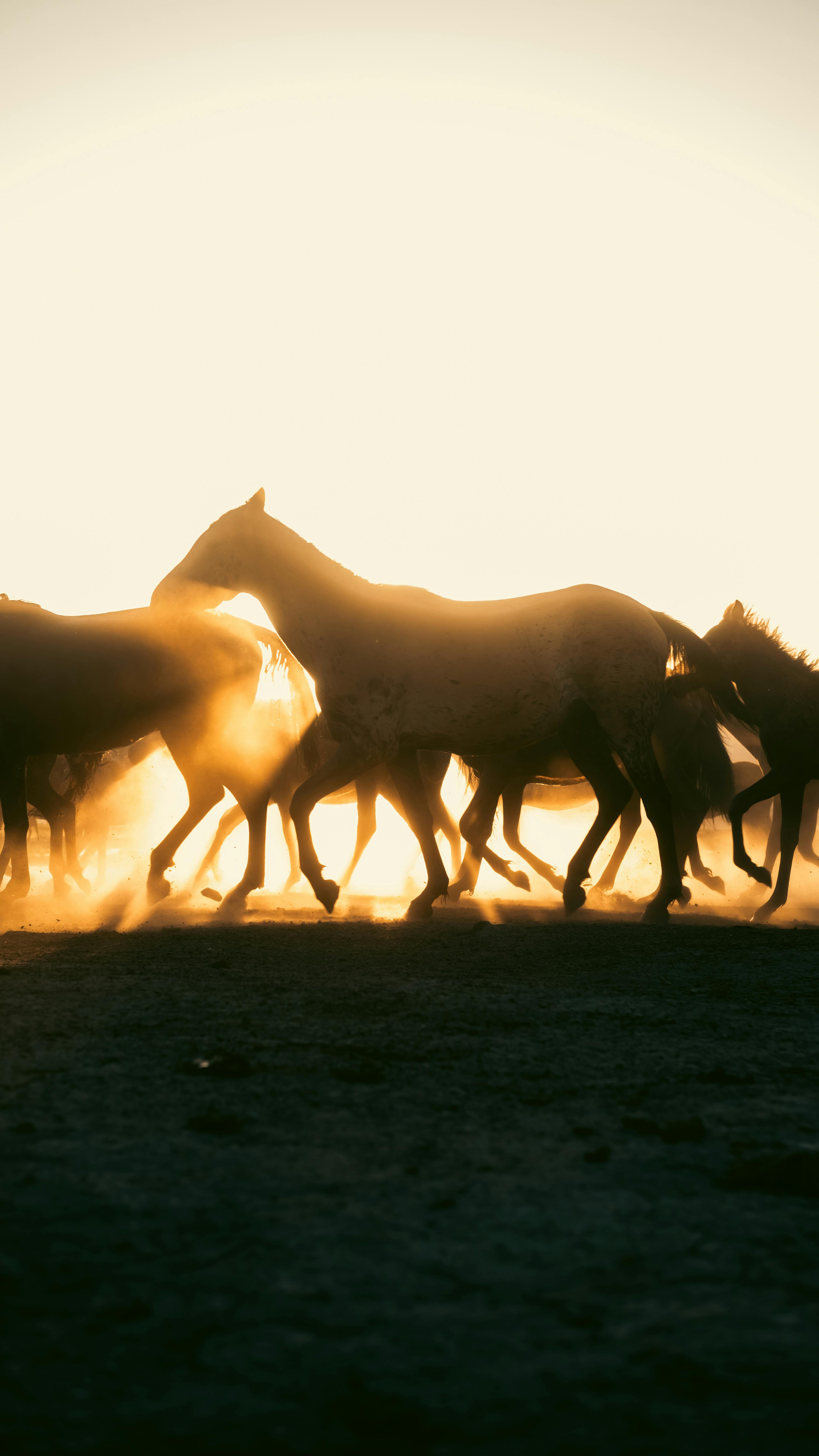 Horses running in the sun