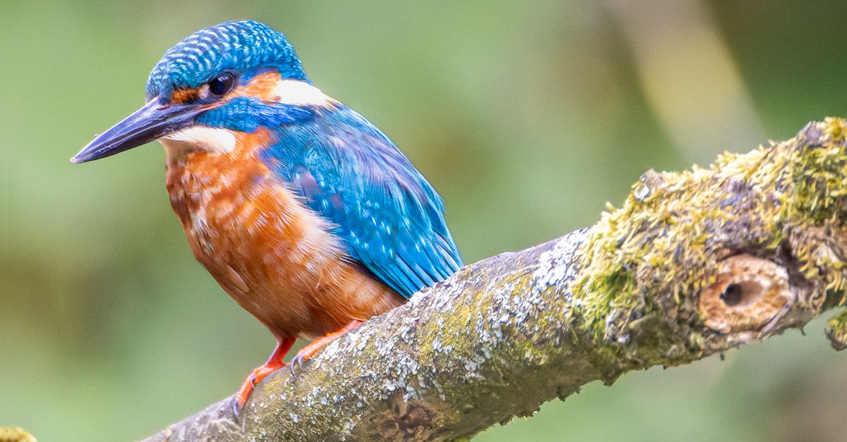 Cómo la suavidad y frecuencia afectan la percepción del canto de aves Cómo la suavidad y frecuencia afectan la percepción del canto de aves