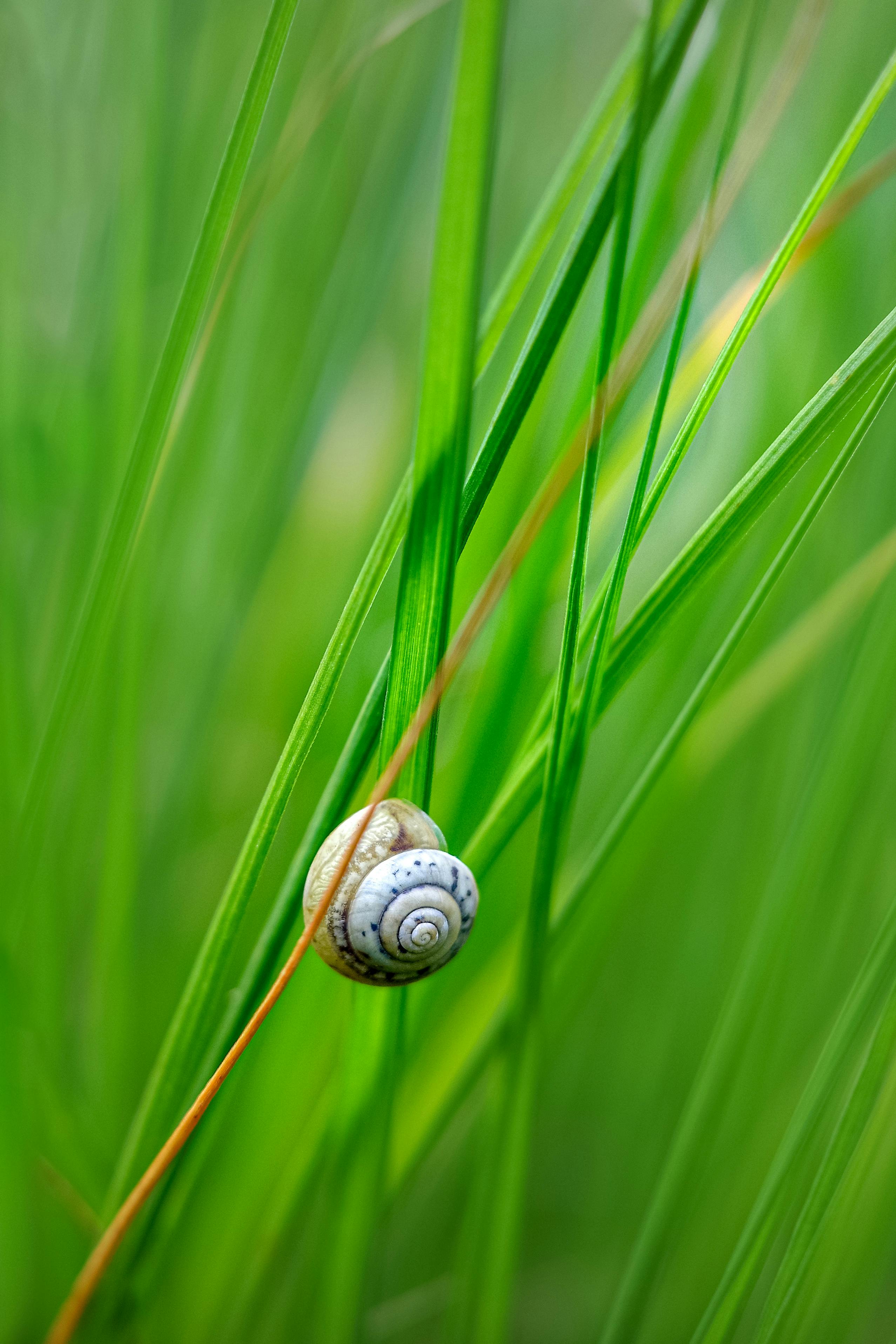 A snail is sitting on top of some grass