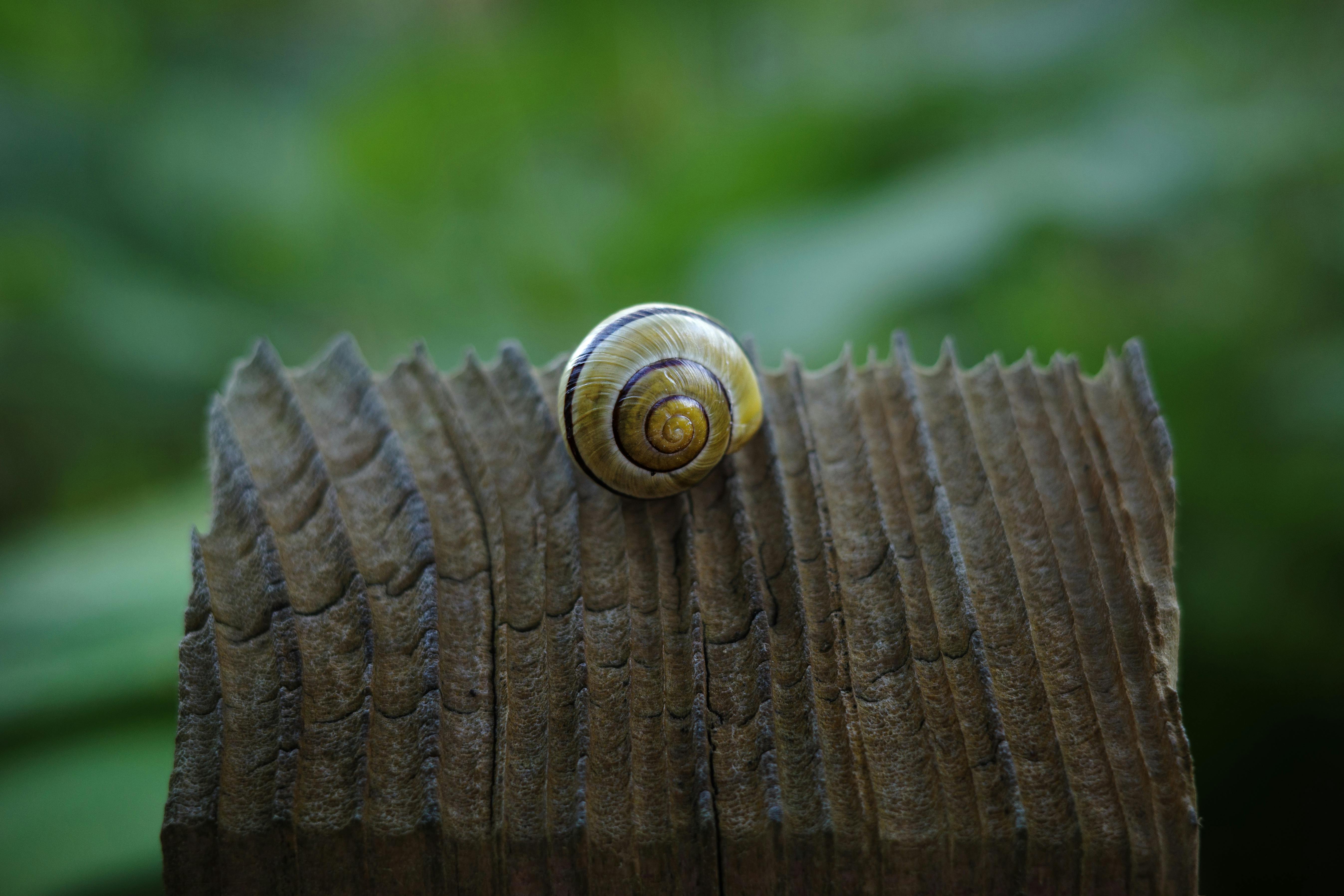 A snail sitting on top of a wooden fence