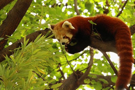 Red panda on branch of green tree