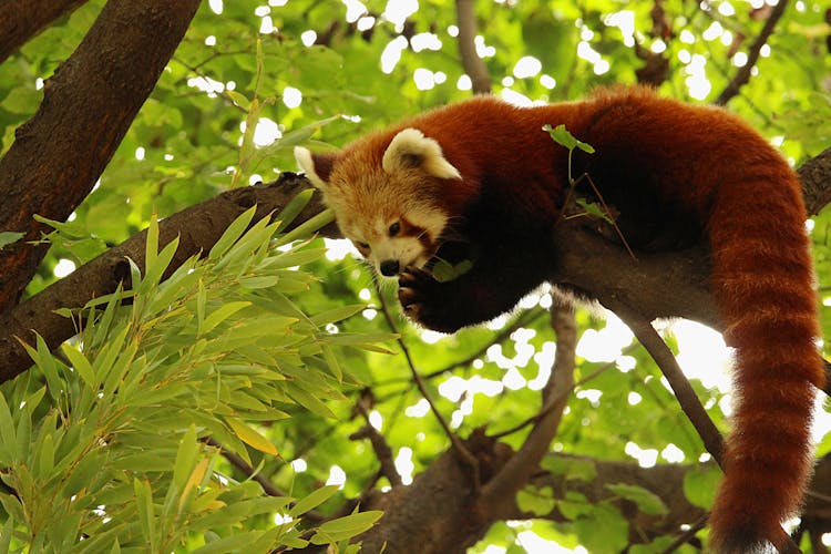 Red Panda On Branch Of Green Tree