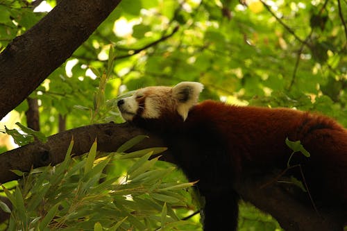 Immagine gratuita di ambiente, angolo basso, animale