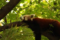 Low angle of calm red bear cat sleeping on branch of high green tree