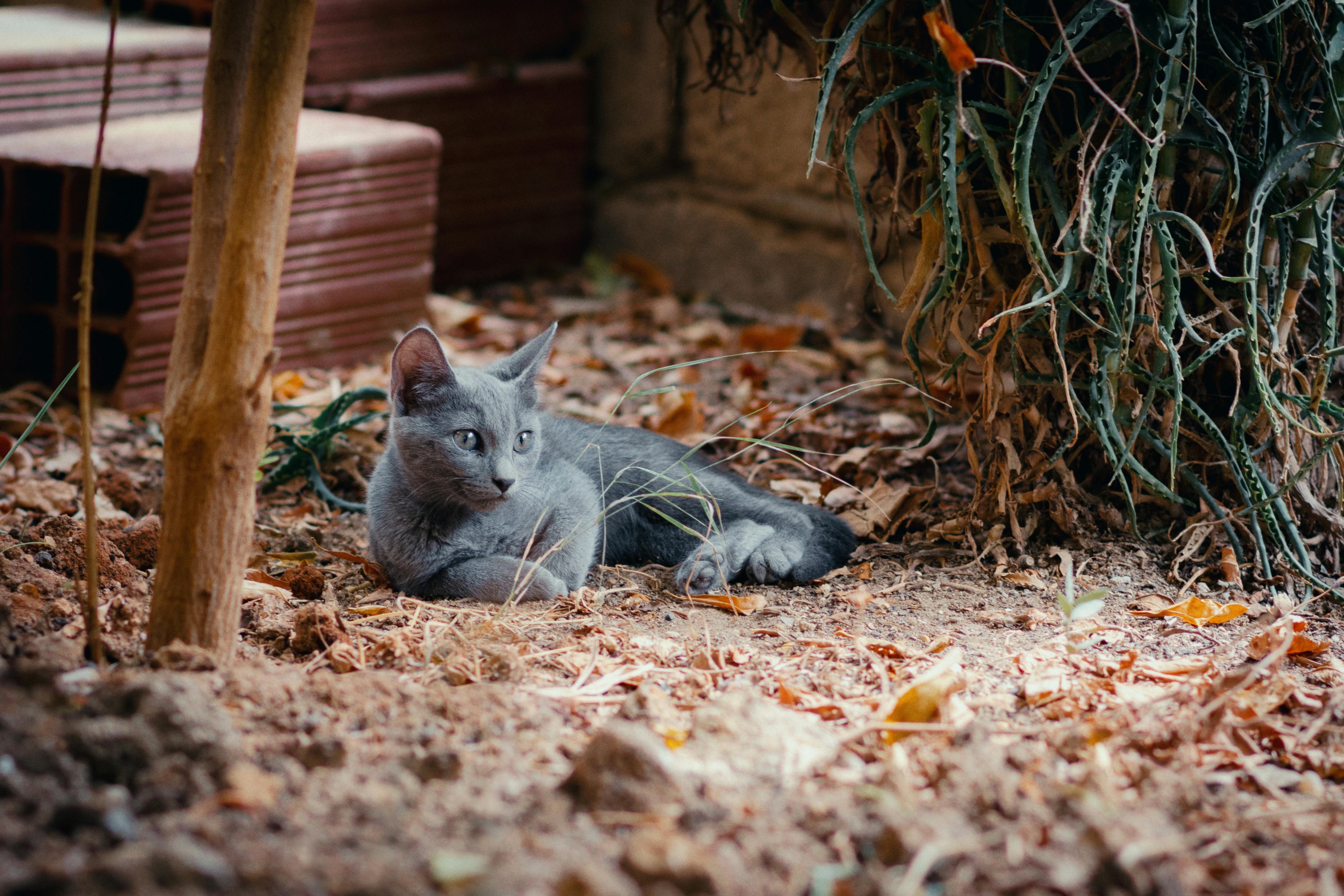 grey kitten wallpaper