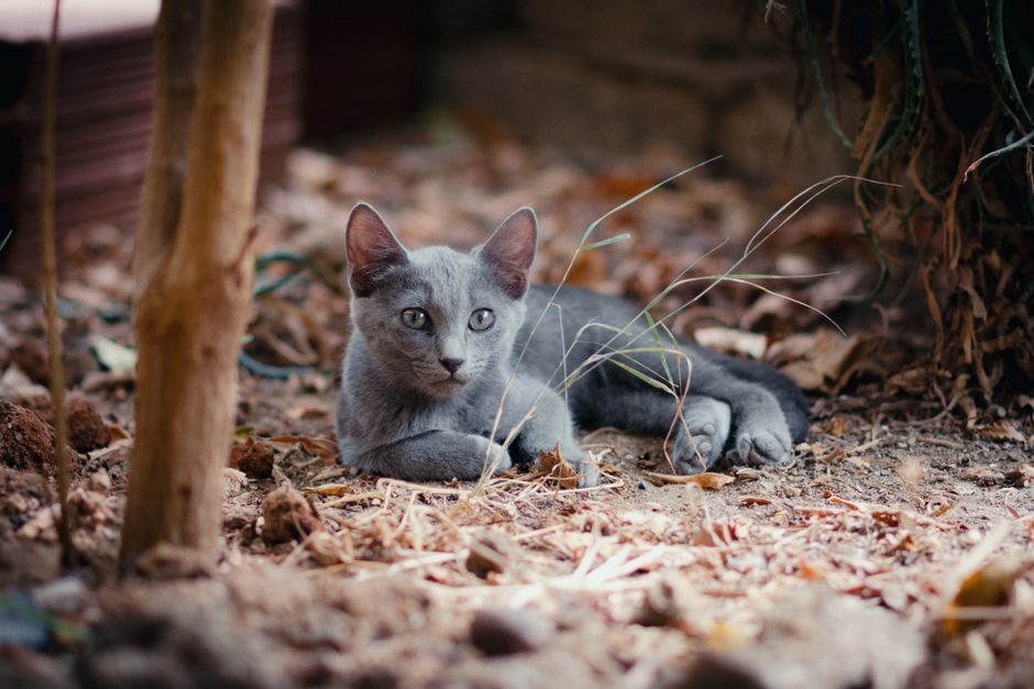 Adorable gray kitten lounging outdoors in Tunis, surrounded by earthy tones and foliage.