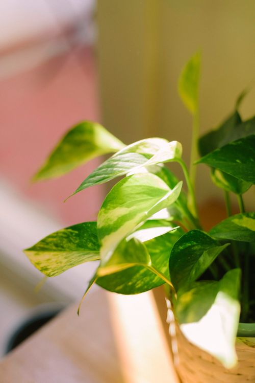 Free A sunlit tropical houseplant with variegated green and cream-colored leaves in a pot. Stock Photo
