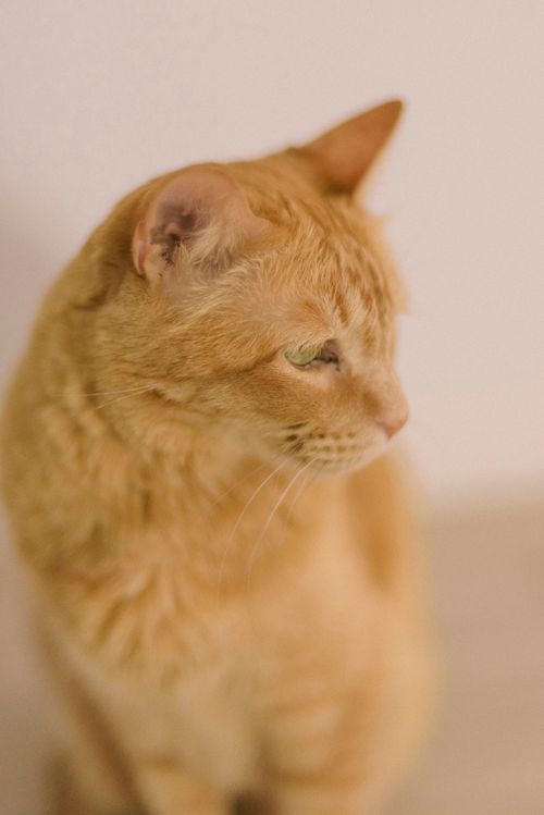 Free A serene ginger cat sits and looks away, displaying its soft fur and curious expression. Stock Photo