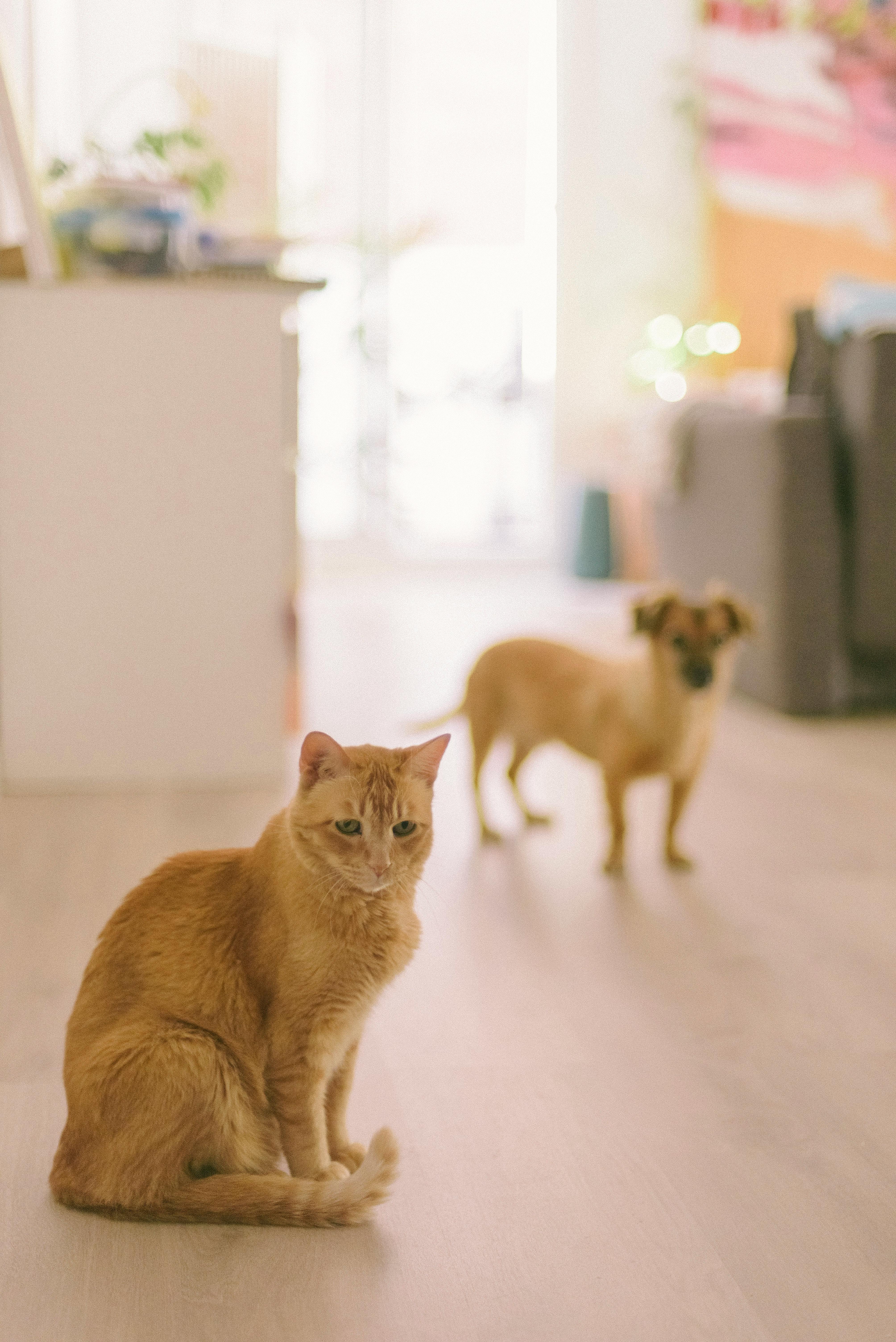 Free A cute cat and dog indoors in a cozy and warm home environment, creating a playful and family-friendly atmosphere. Stock Photo