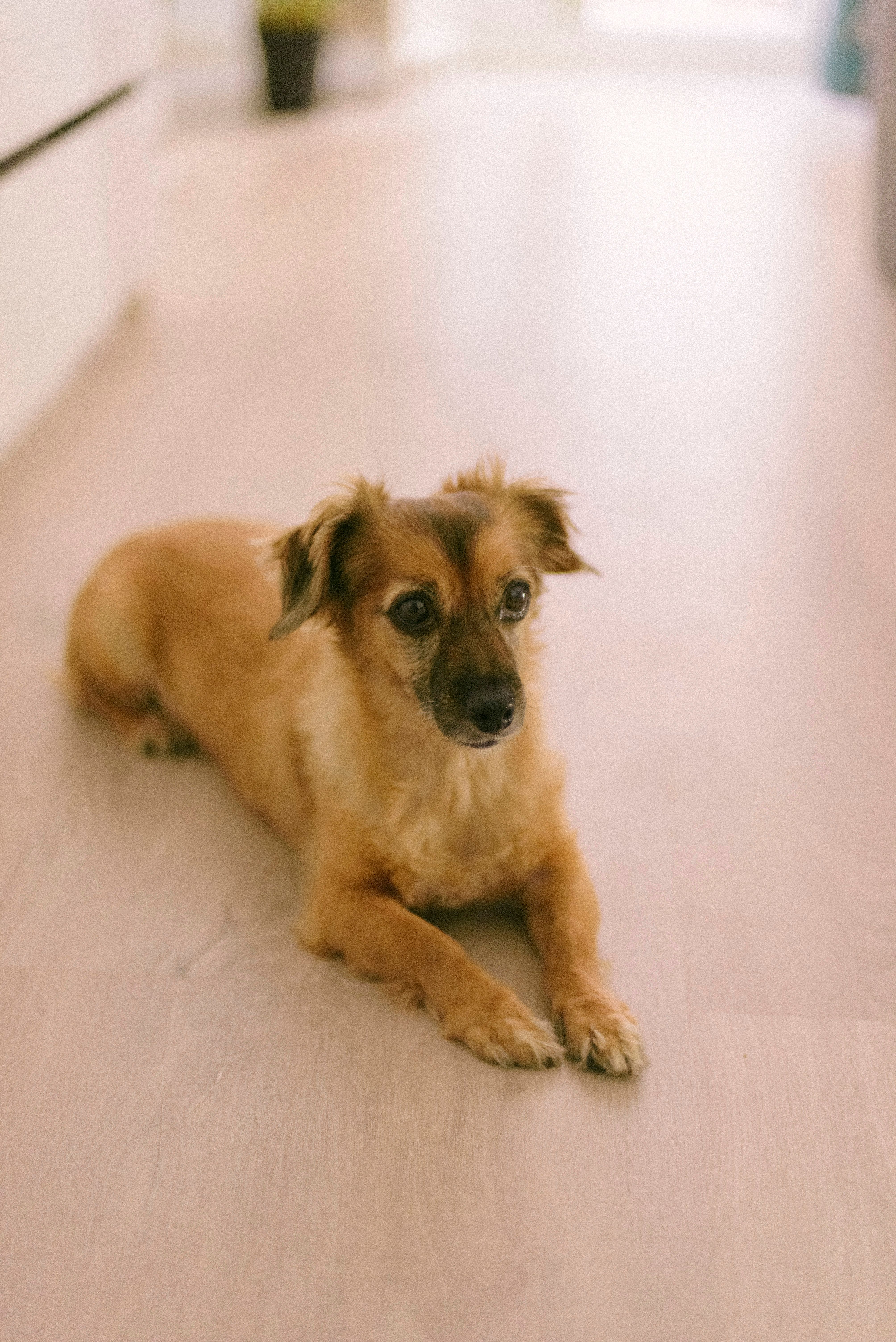 A small dog sitting on the floor in front of a white wall · Free Stock ...