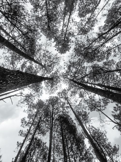 Free Looking up at the tall pine trees in Rancho Nuevo, Mexico, capturing nature's beauty. Stock Photo