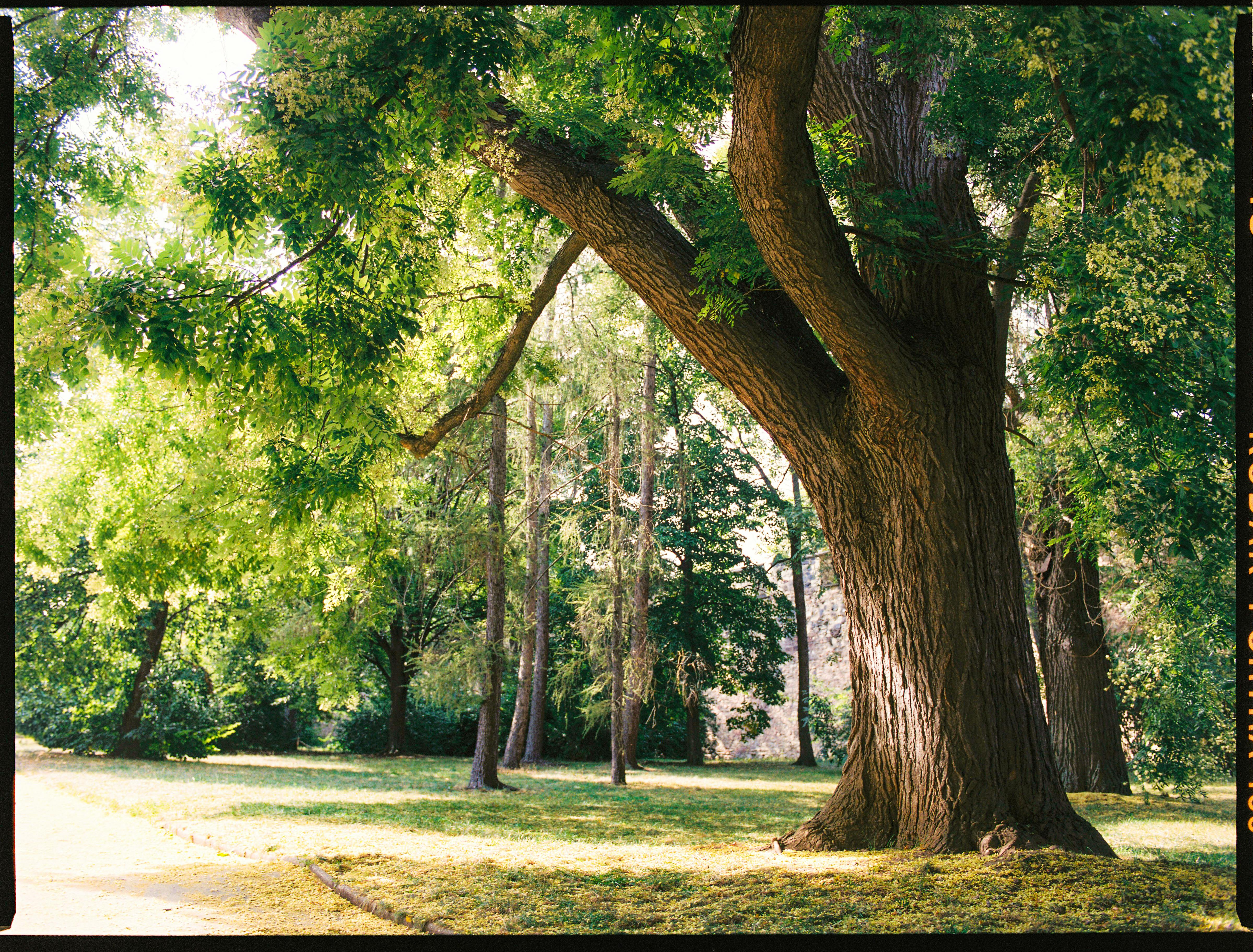 crane removing large oak tree - Tree removal service cost