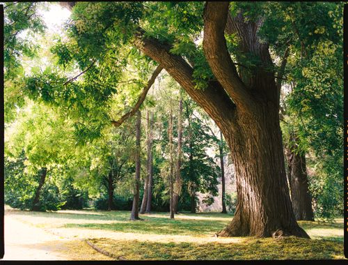 Free A large oak tree casting shadows in a sunlit park during summer, surrounded by lush greenery. Stock Photo
