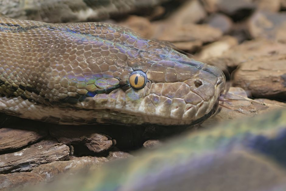 How to start web scraping with Python in 2025