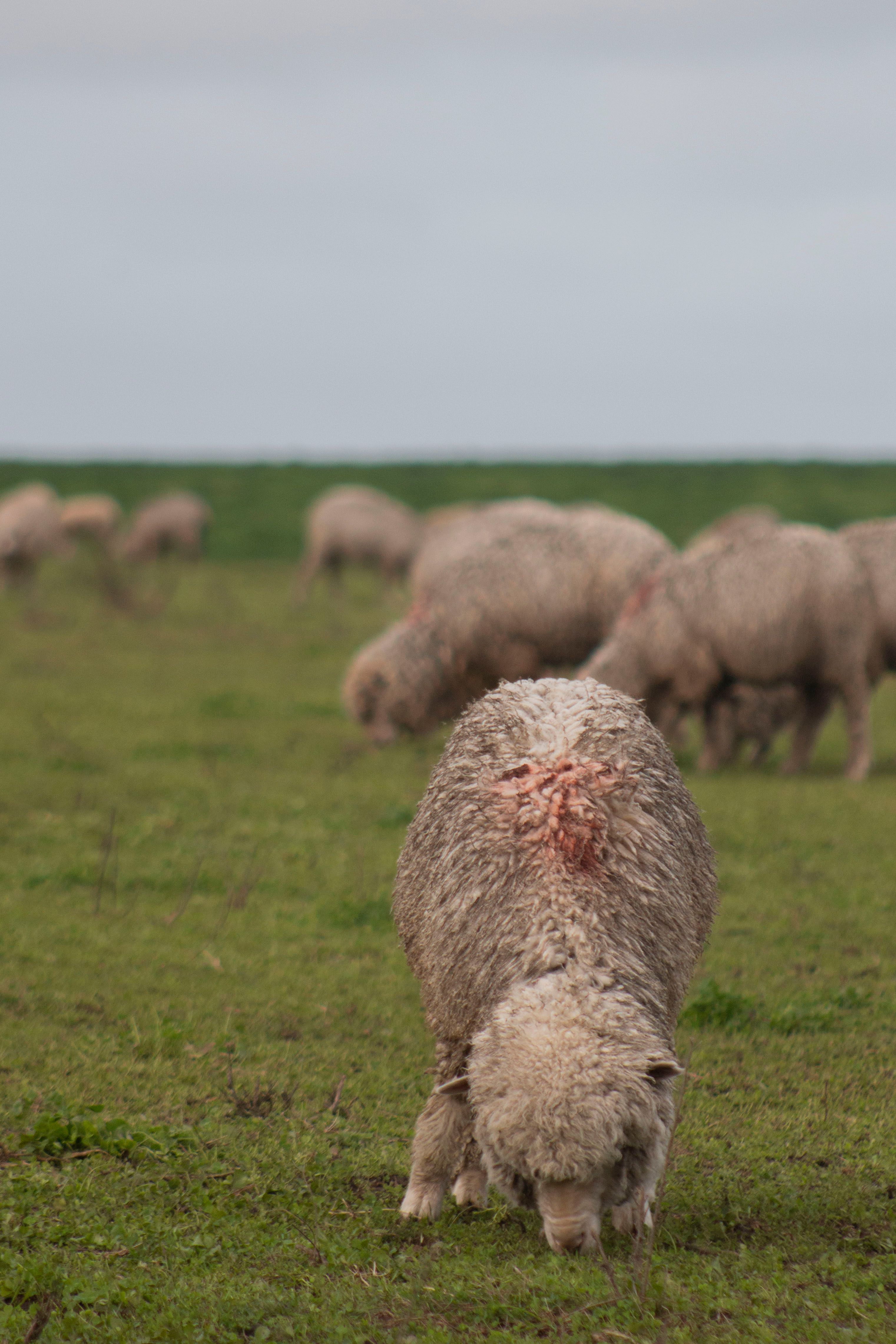 A herd of sheep grazing in a field · Free Stock Photo