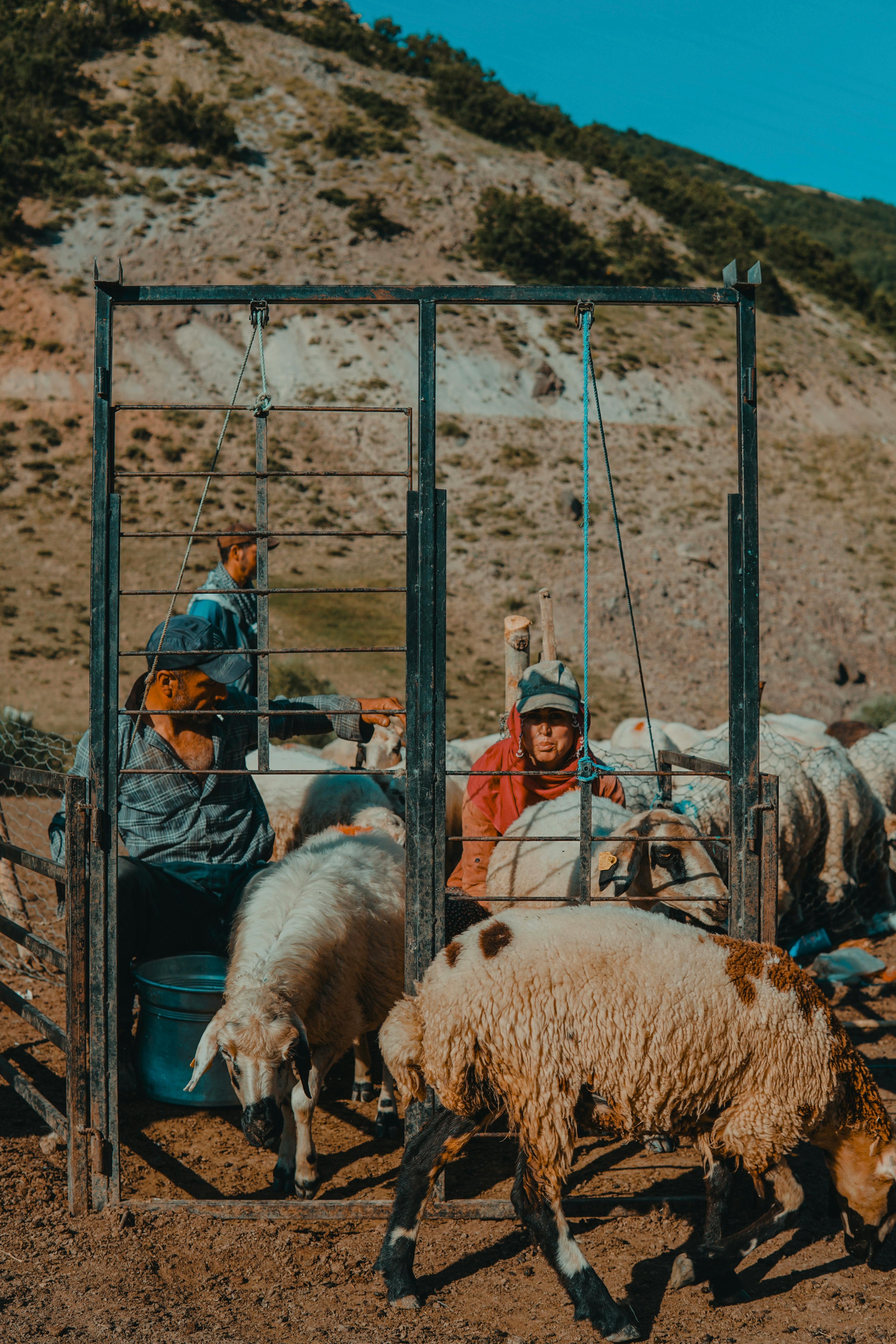 Sheep in a pen with a man and woman