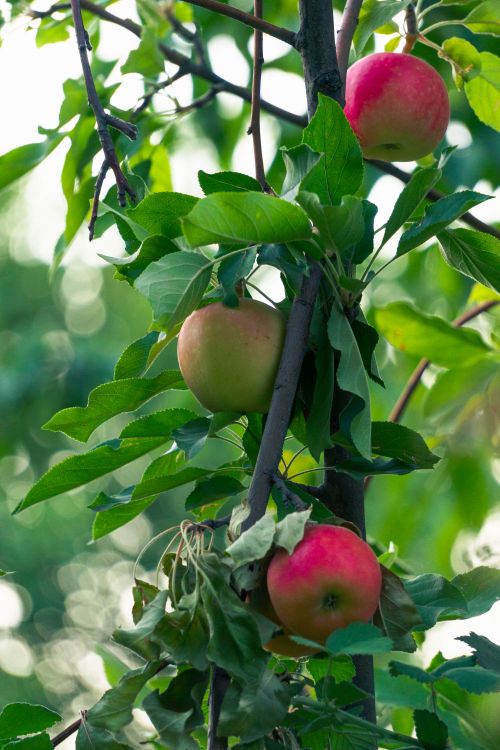 Free Close-up of ripe apples on a tree branch, showcasing the vibrant freshness of summer. Stock Photo