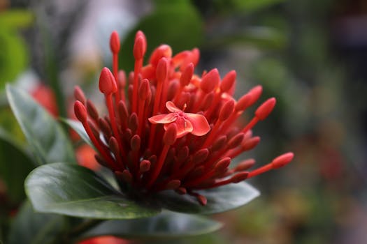 Macro shot of a vibrant red Ixora flower in full bloom with lush green leaves.