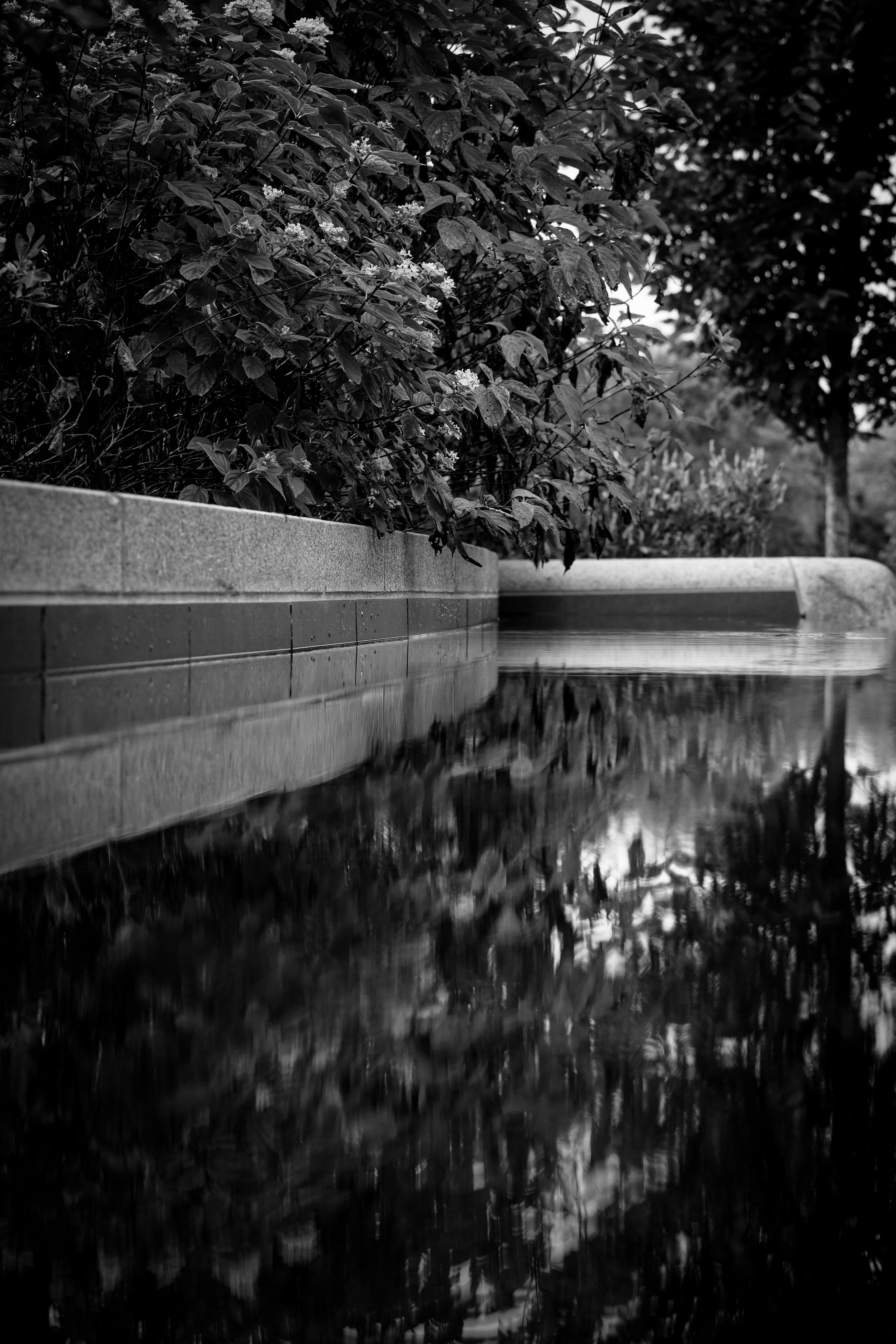 a black and white photo of a pond with trees