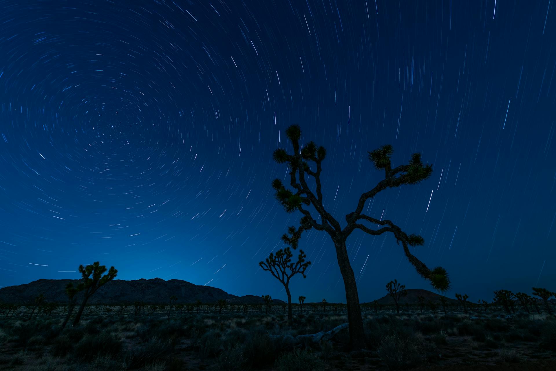 Magical night sky with star trails over desert silhouette of Joshua trees.