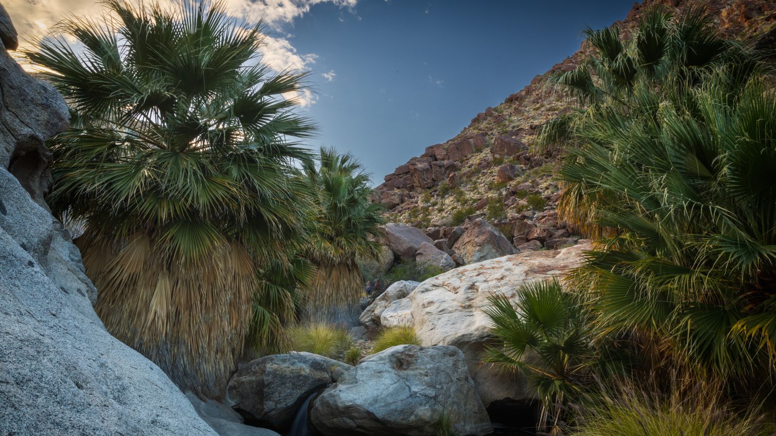 Fan palms and rock walls in a desert canyon oasis