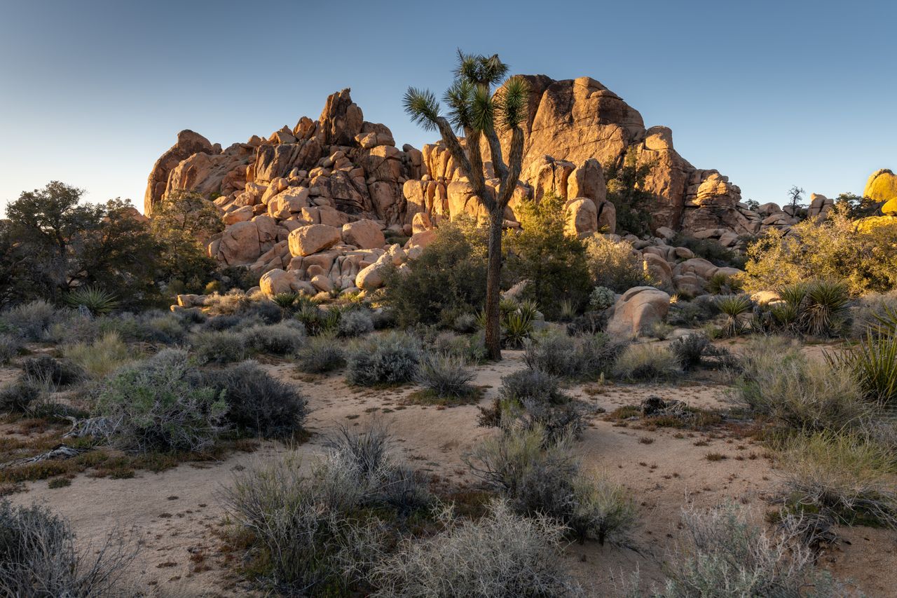 Joshua-Tree-Nationalpark, Vereinigte Staaten