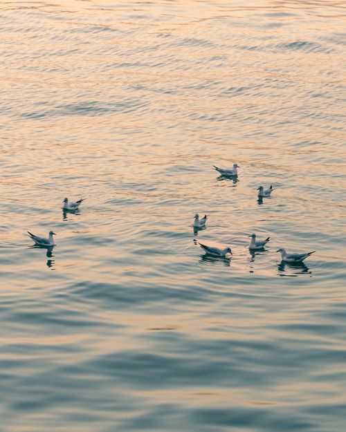 Free A serene image of seagulls floating on calm sea waters during a peaceful summer sunset. Stock Photo