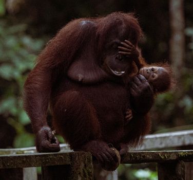 Kinabatangan river wildlife cruise — Borneo