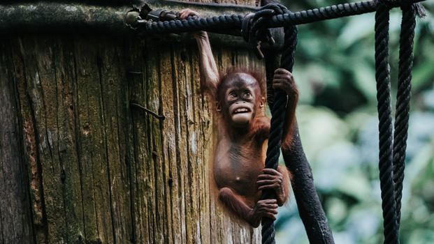Sepilok orangutan rehabilitation centre — Borneo