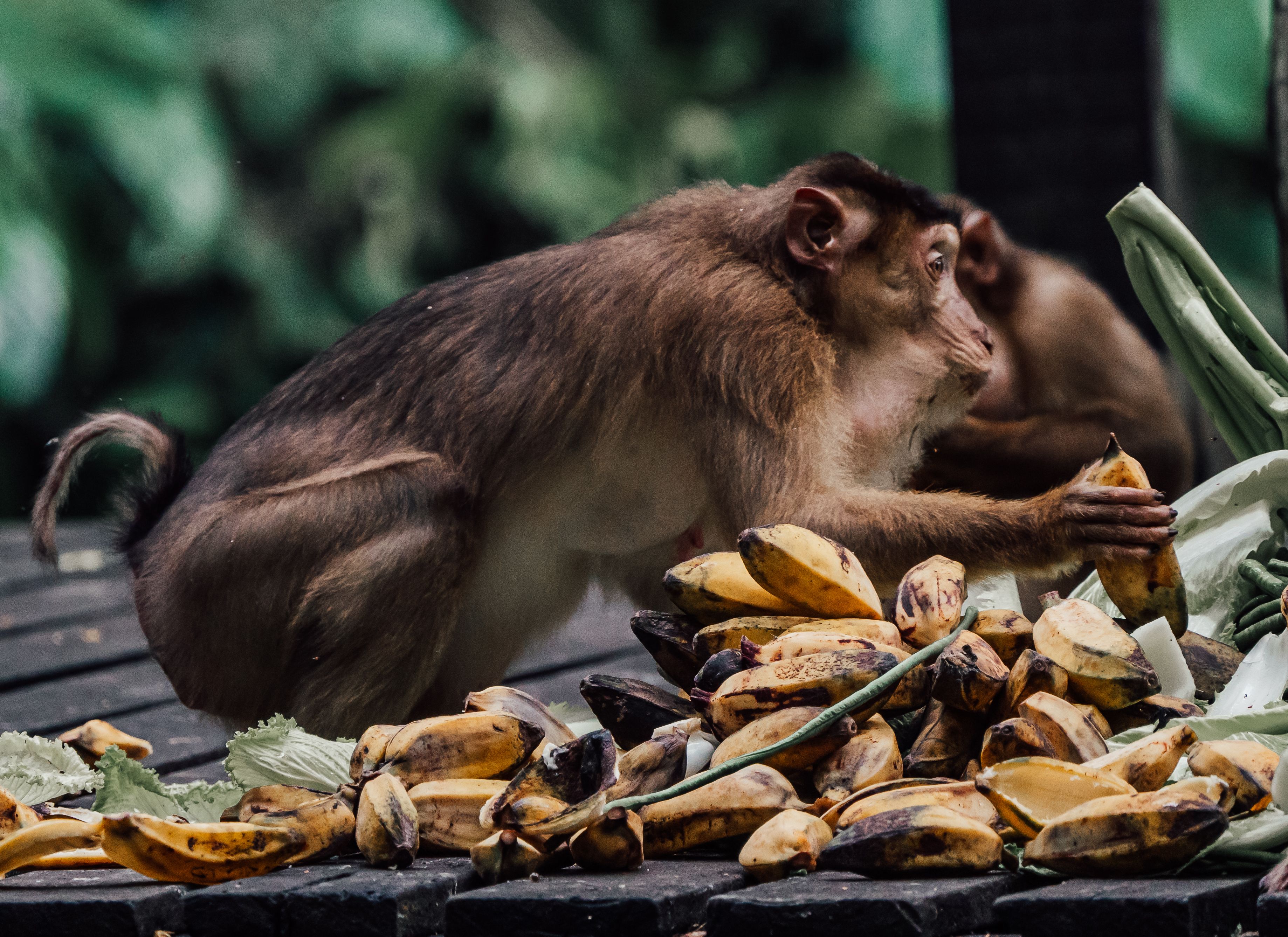 Can Dogs Eat Bananas? The Dos and Don'ts of Feeding Fruit to Pups