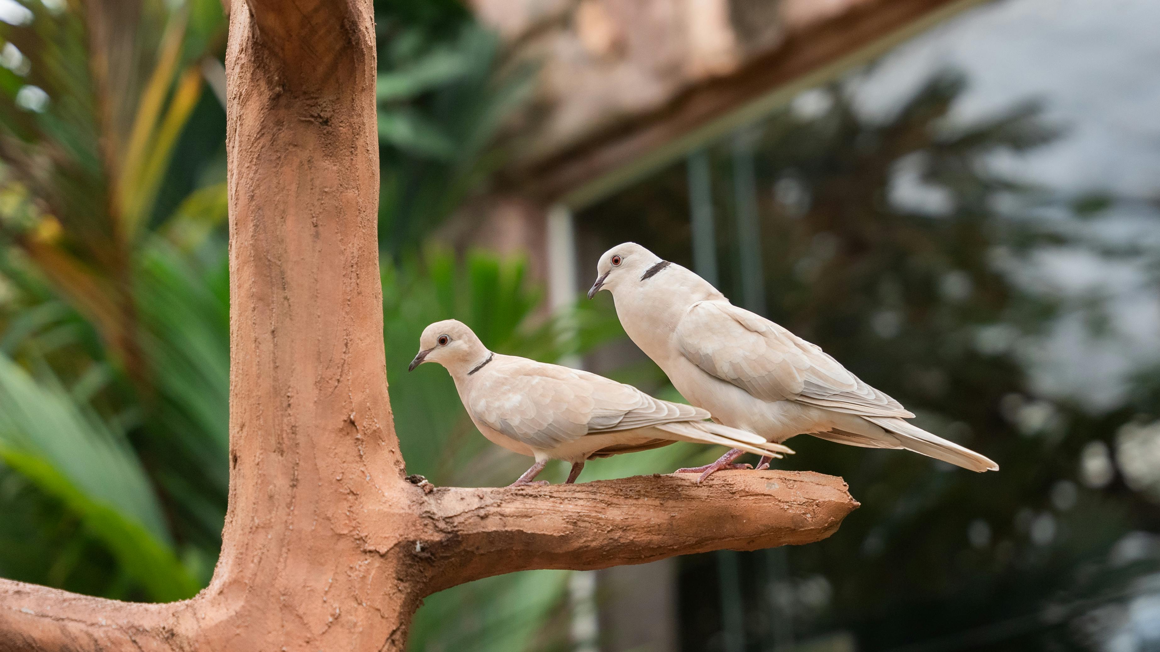 Zadarmo Dve holubice posadené na konári stromu v bujnom vonkajšom prostredí. Fotka z fotobanky